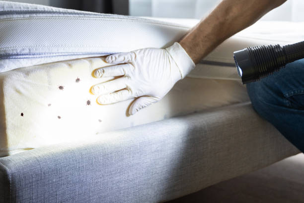 Best Rat Extermination Near Me  in Burns, TN