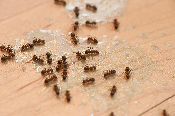 Best Emergency Pest Control  in Burns, TN